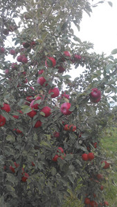 Regent Apples