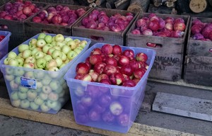 Apples going to Market